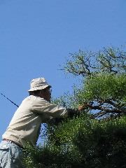pine pruner.JPG