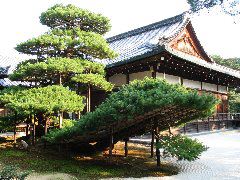 propped pine.JPG