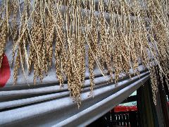 hanging rice.JPG