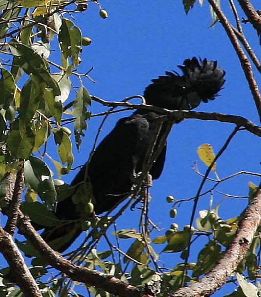 Red tailed black cockatoo