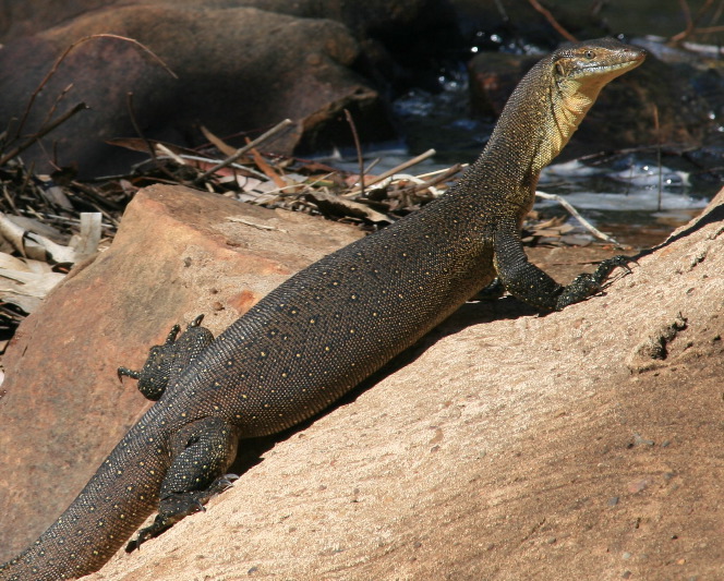 Water monitor
