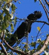 Red tailed black cockatoo