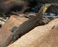 Water monitor
