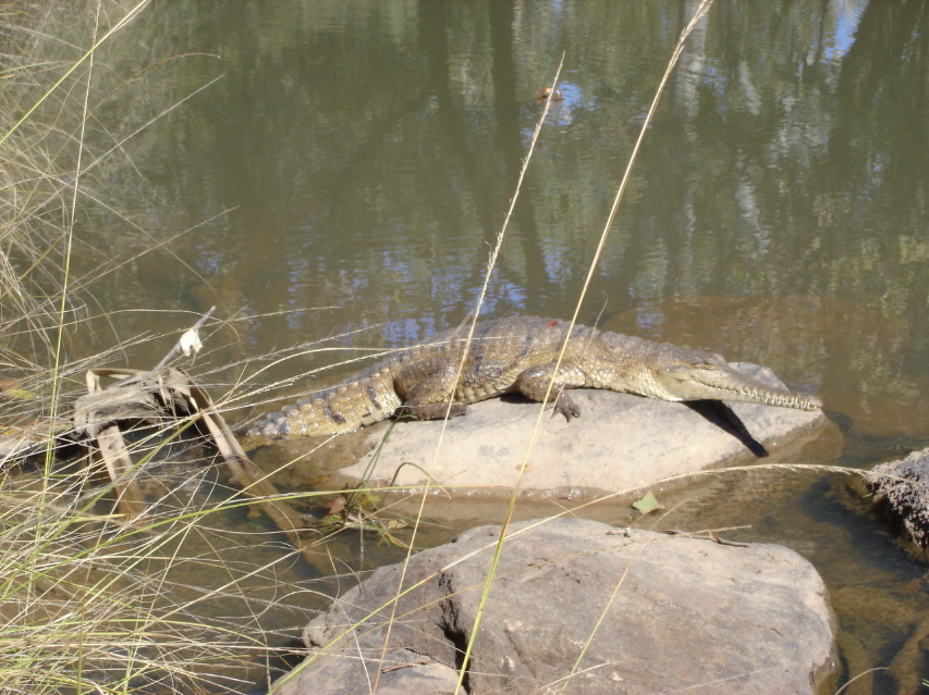 Calder_croc