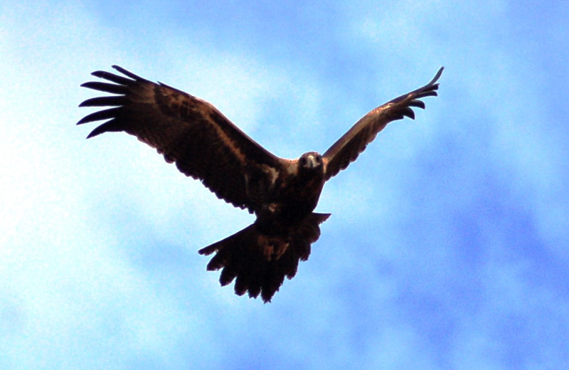 Wedge-tailed eagle
