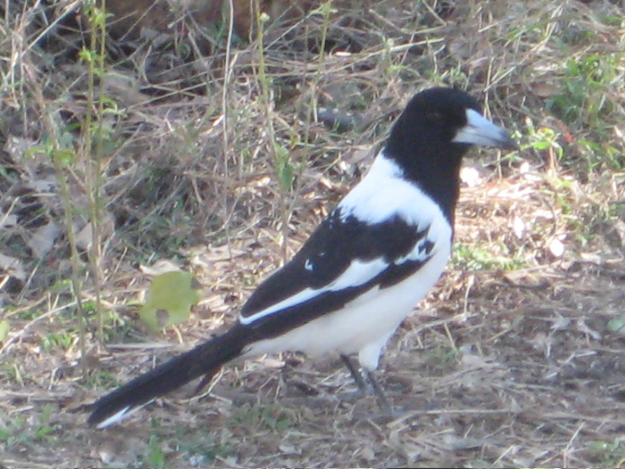37 Pied butcherbird 2