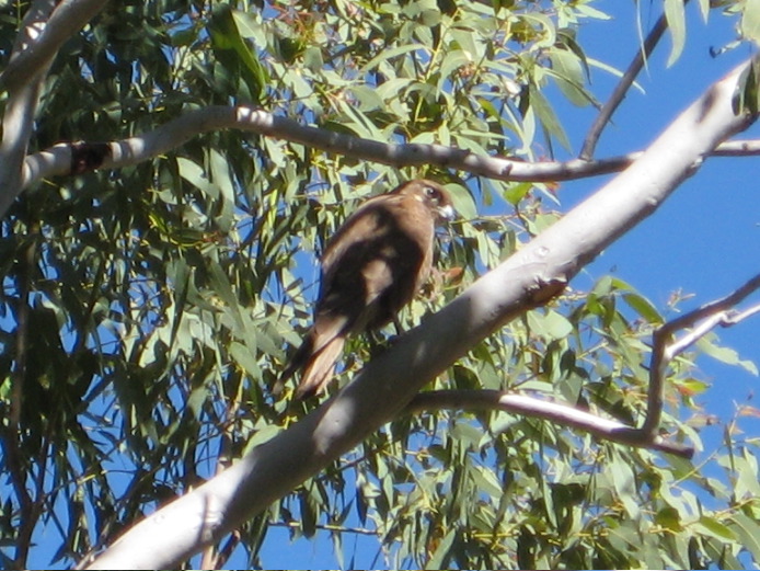 41 Brown falcon1