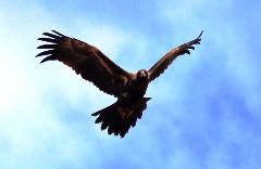 Wedge-tailed eagle