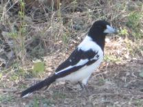 37 Pied butcherbird 2