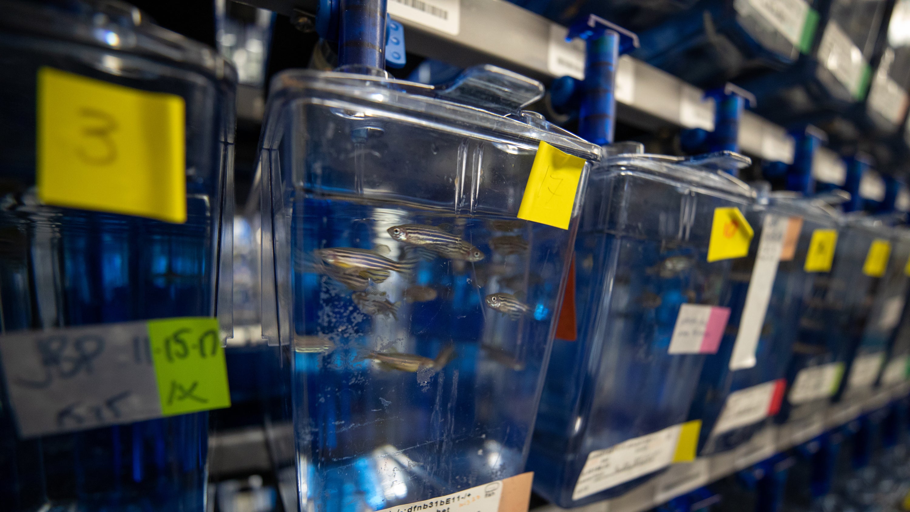 Rows of zebrafish tanks with labels.