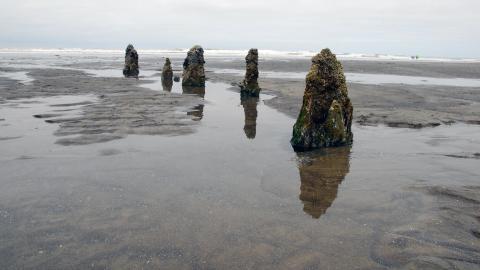 The stump-like remains of trees that were flattened by the tsunami that struck the West Coast more than 400 years ago stand in water on a beach on the Oregon coast.
