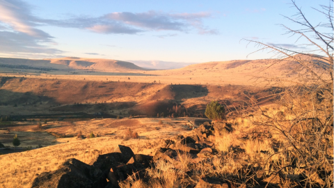 Landscape of a high desert portion of the Warm Springs reservation showing rolling hills of dry grassland.