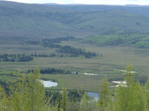 A river snakes through green field that is dotted with deciduous and conifer trees.