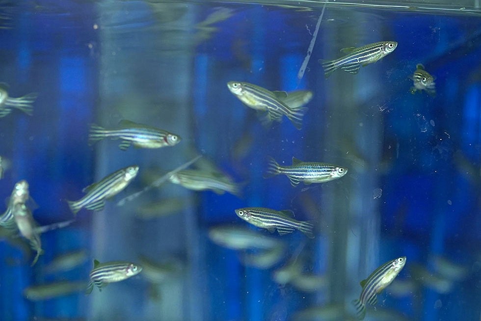 Zebrafish swimming in a tank